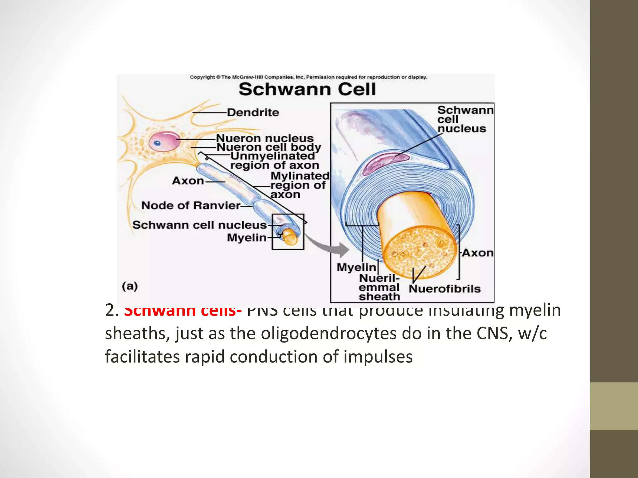 2. Schwann cells- PNS cells that produce insulating myelin
sheaths, just as the oligodendrocytes do in the CNS, w/c
facilitates rapid conduction of impulses
 