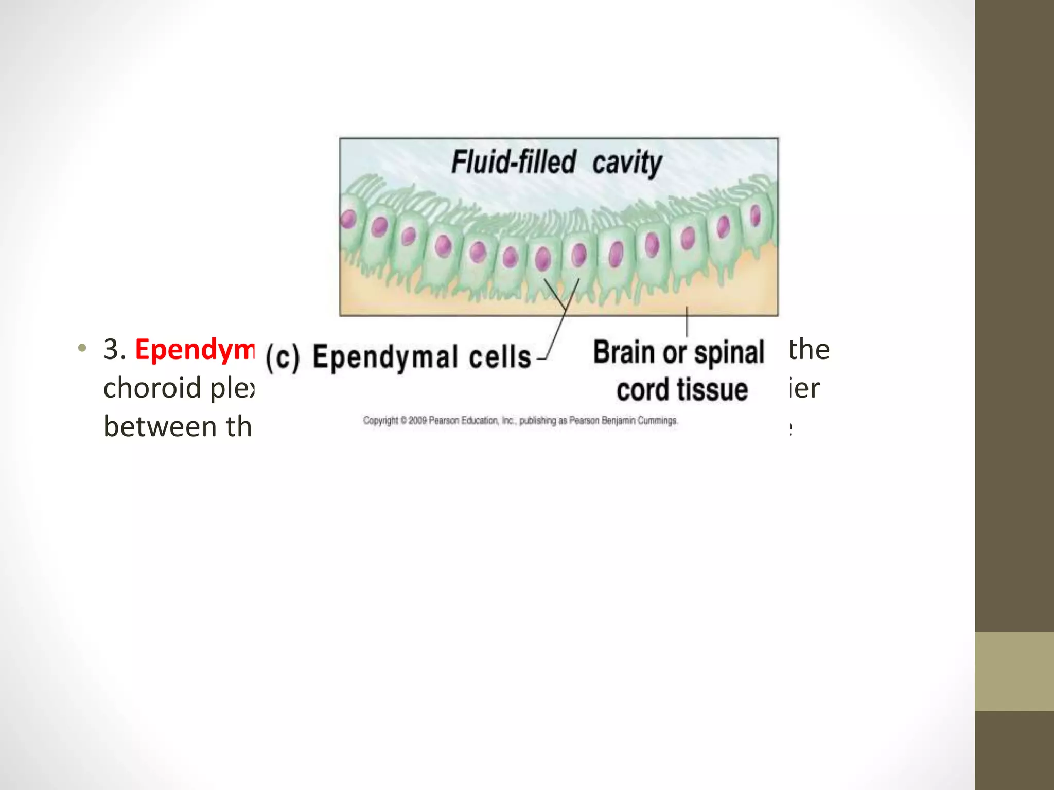 • 3. Ependymal cells- lines the ventricular system and the
choroid plexuses they produce CSF and act as a barrier
between the fluid filled ventricles and cerebral tissue
 