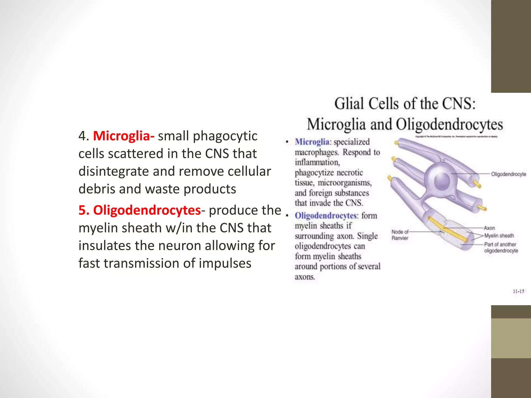 4. Microglia- small phagocytic
cells scattered in the CNS that
disintegrate and remove cellular
debris and waste products
5. Oligodendrocytes- produce the
myelin sheath w/in the CNS that
insulates the neuron allowing for
fast transmission of impulses
 