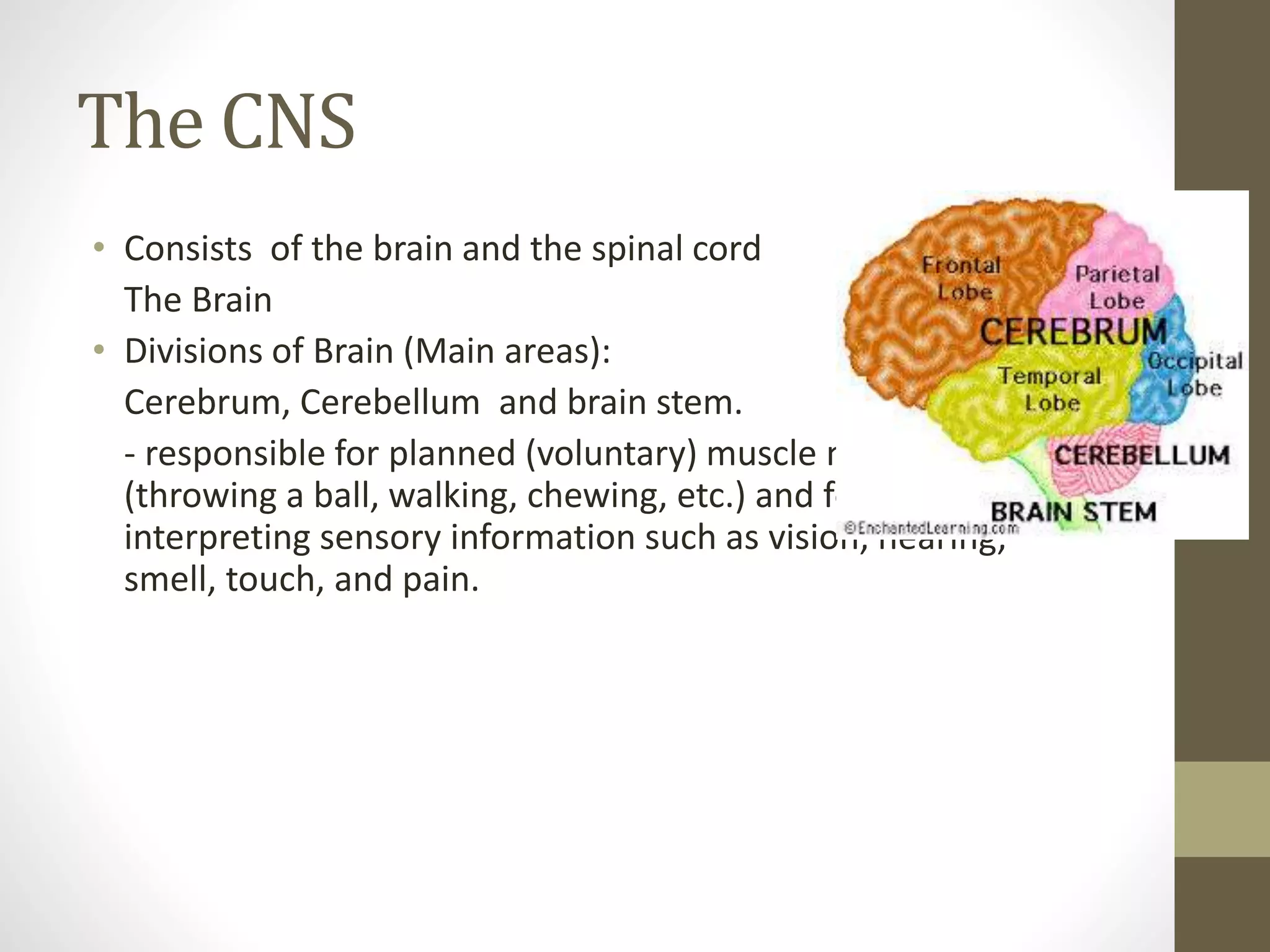 The CNS
• Consists of the brain and the spinal cord
The Brain
• Divisions of Brain (Main areas):
Cerebrum, Cerebellum and brain stem.
- responsible for planned (voluntary) muscle movements
(throwing a ball, walking, chewing, etc.) and for taking in and
interpreting sensory information such as vision, hearing,
smell, touch, and pain.
 