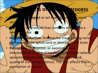 Four aspects of sensory process Stimulus –  an agent or act that stimulates a nerve receptor  Receptor-  a nerve cell that concerts stimulus to a nerve impulse  Impulse conduction-  the impulse travels along nerve pathways to the spinal cord or directly to the brain  Perception-  perception, or awareness and interpretation of stimuli happens in the brain where specialized brain cells interpret the nature and quality of the sensory stimuli. The LOC affects the perception of stimuli  