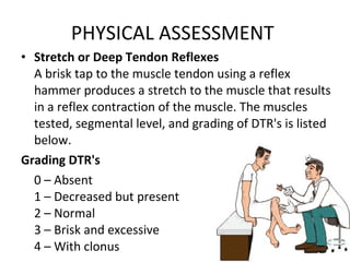 PHYSICAL ASSESSMENT  Stretch or Deep Tendon Reflexes  A brisk tap to the muscle tendon using a reflex hammer produces a stretch to the muscle that results in a reflex contraction of the muscle. The muscles tested, segmental level, and grading of DTR's is listed below. Grading DTR's 0 – Absent 1 – Decreased but present 2 – Normal 3 – Brisk and excessive 4 – With clonus 