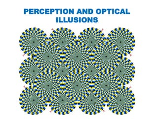 PERCEPTION AND OPTICAL 
ILLUSIONS 
 