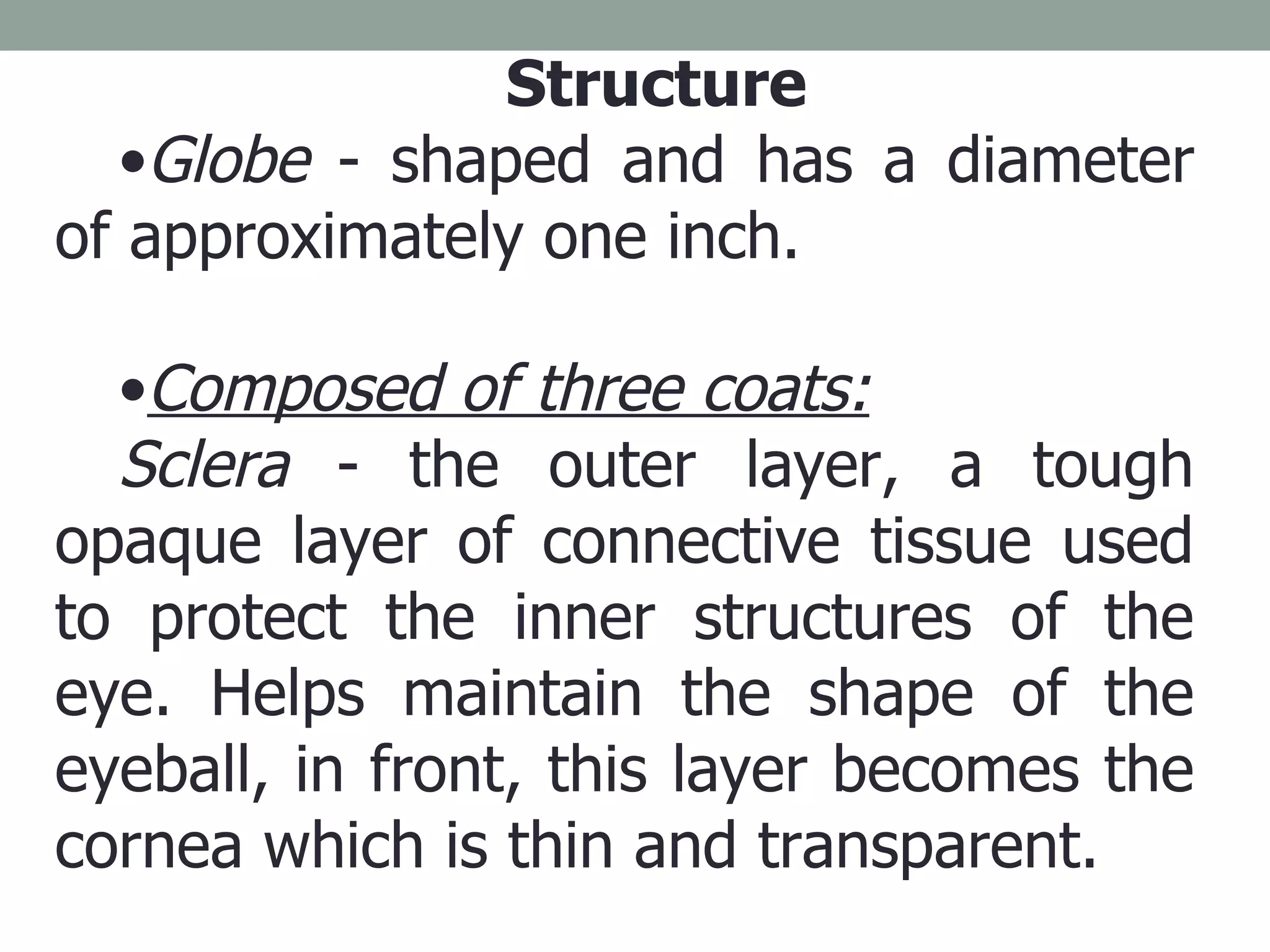 Structure Globe  - shaped and has a diameter of approximately one inch. Composed of three coats: Sclera  - the outer layer, a tough opaque layer of connective tissue used to protect the inner structures of the eye. Helps maintain the shape of the eyeball, in front, this layer becomes the cornea which is thin and transparent. 
