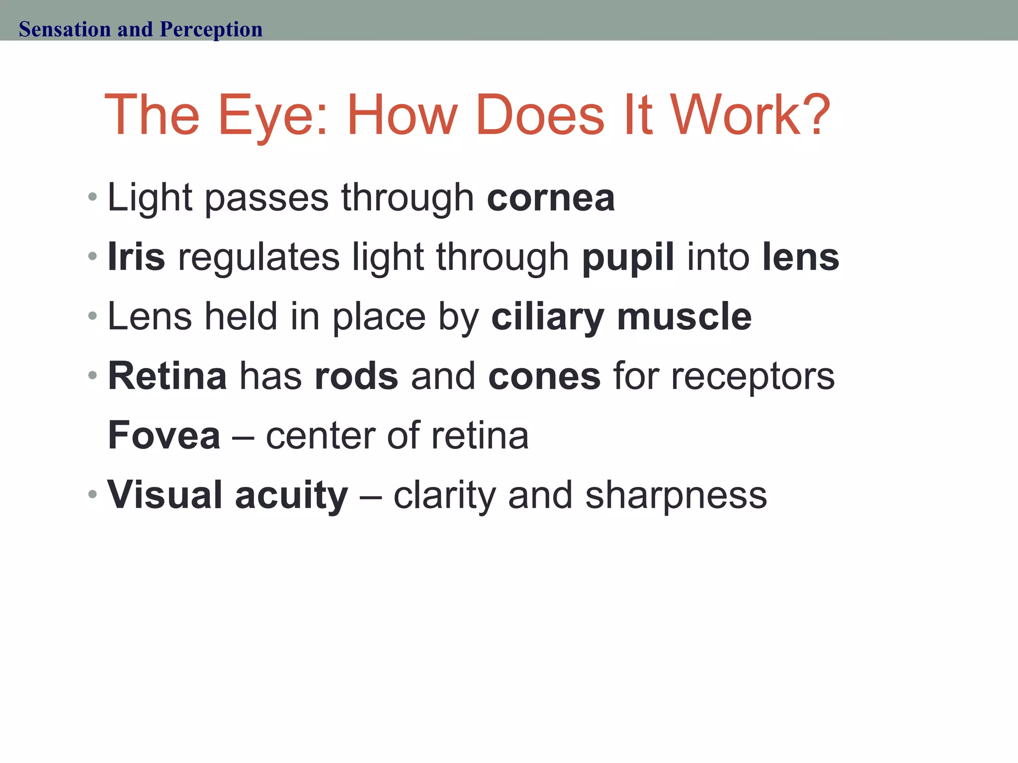 The Eye: How Does It Work? Light passes through  cornea Iris  regulates light through  pupil  into  lens Lens held in place by  ciliary muscle Retina  has  rods  and  cones  for receptors  Fovea  – center of retina Visual acuity  – clarity and sharpness Sensation and Perception 