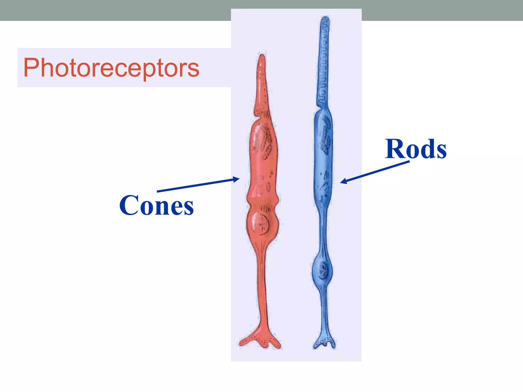 Photoreceptors Cones   Rods 