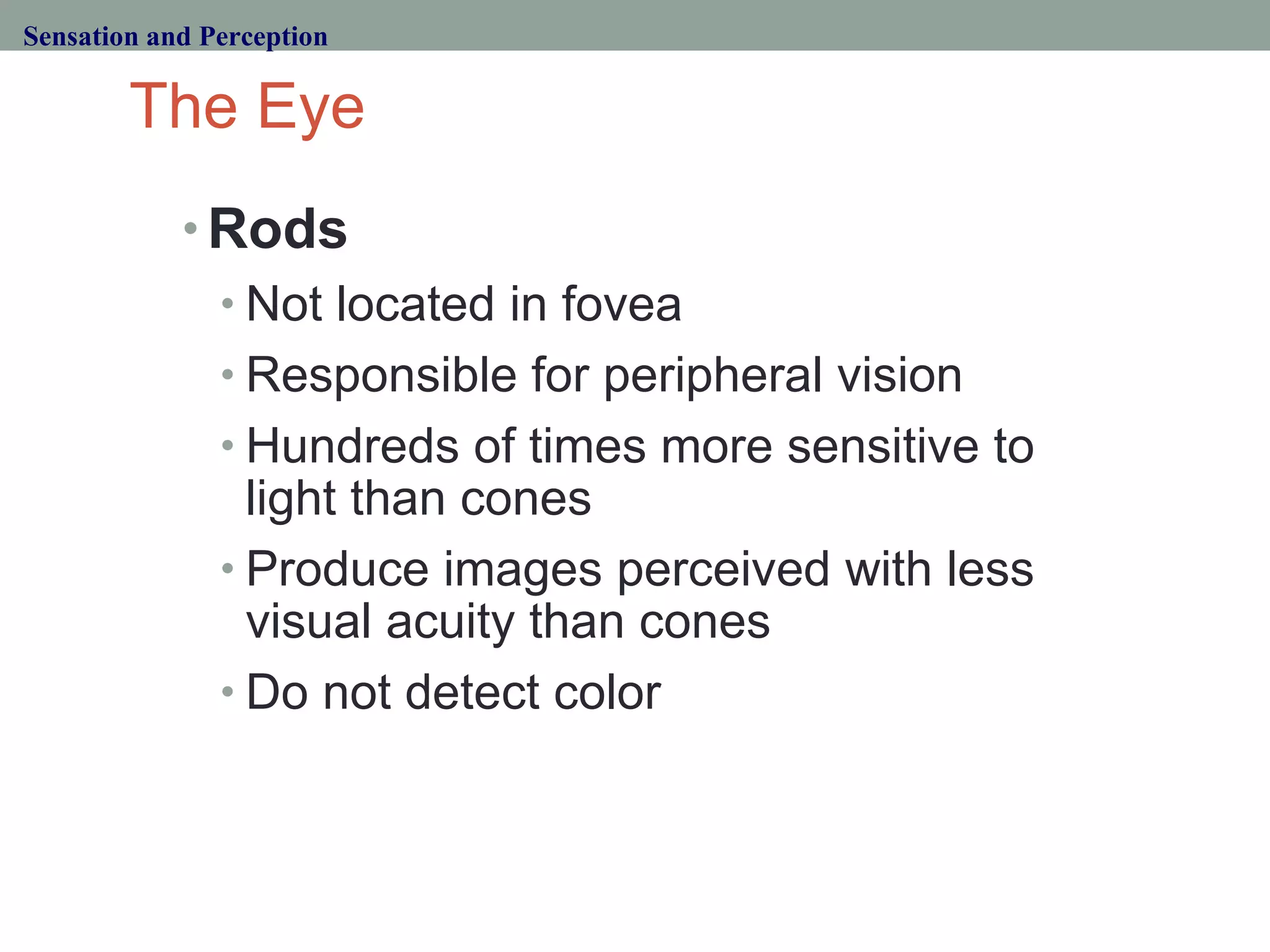 The Eye Rods Not located in fovea Responsible for peripheral vision Hundreds of times more sensitive to light than cones Produce images perceived with less visual acuity than cones Do not detect color Sensation and Perception 