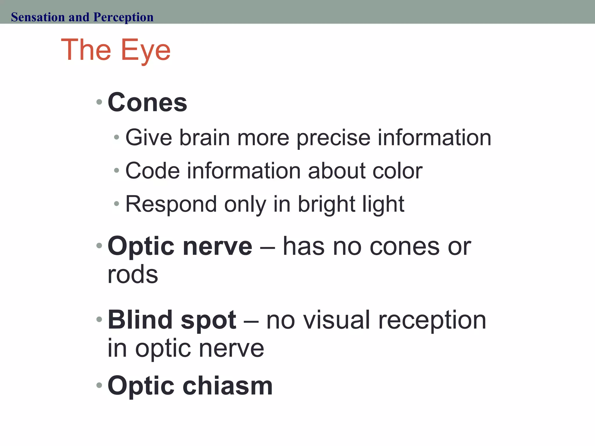 The Eye Cones Give brain more precise information Code information about color Respond only in bright light Optic nerve  – has no cones or rods Blind spot  – no visual reception in optic nerve Optic chiasm   Sensation and Perception 