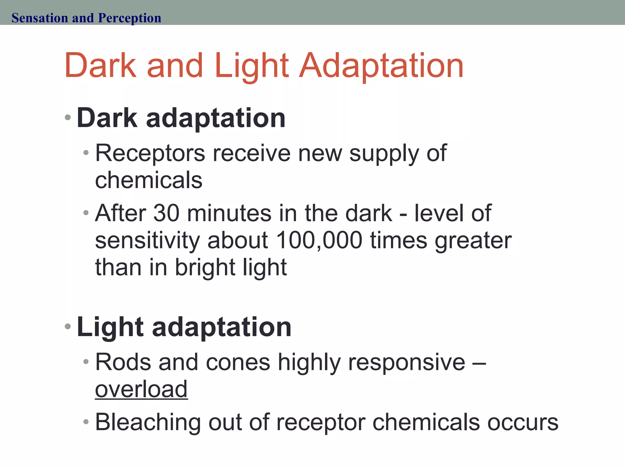 Dark and Light Adaptation Dark adaptation   Receptors receive new supply of chemicals After 30 minutes in the dark - level of sensitivity about 100,000 times greater than in bright light Light adaptation Rods and cones highly responsive –  overload Bleaching out of receptor chemicals occurs Sensation and Perception 