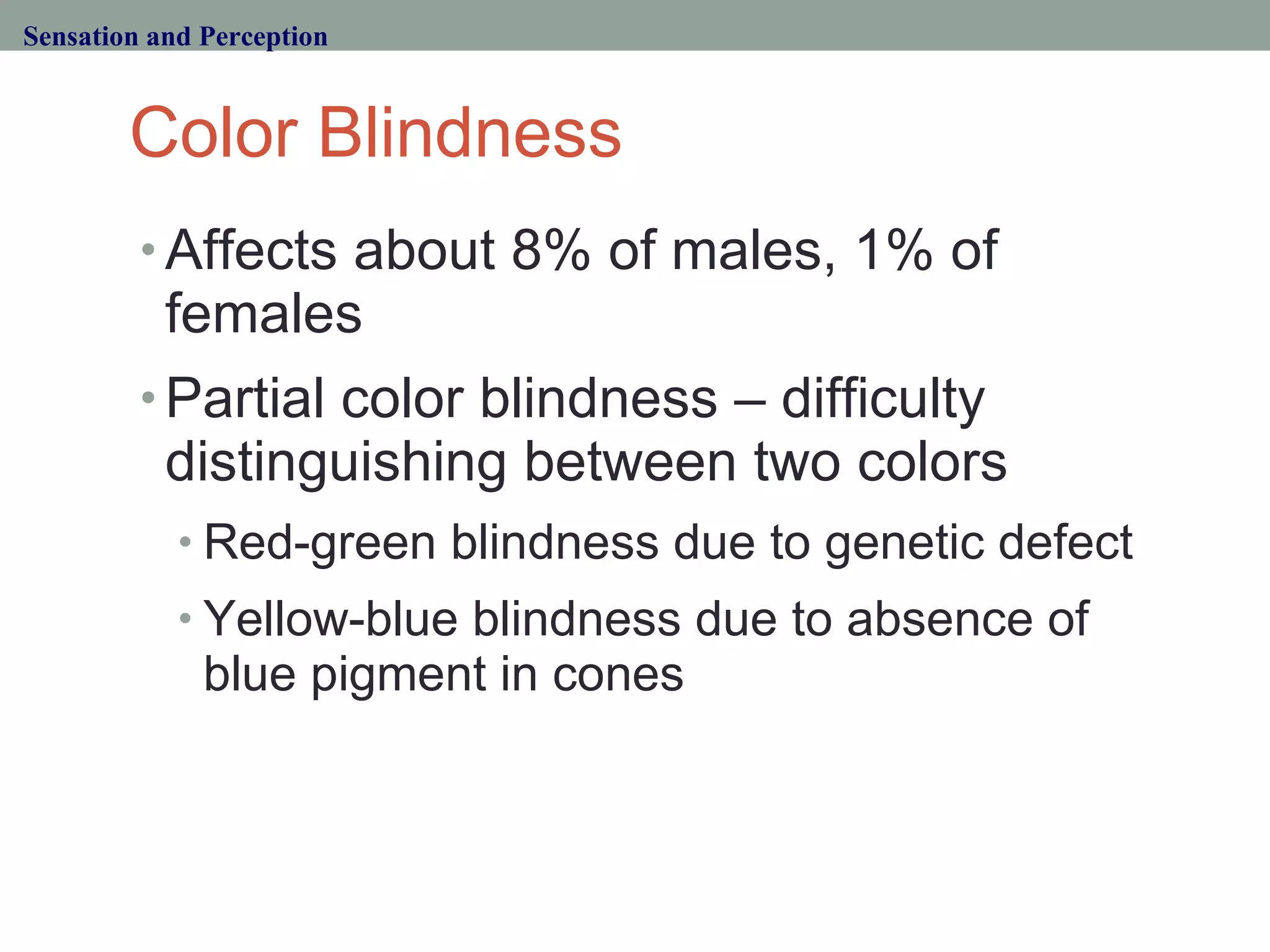 Color Blindness Affects about 8% of males, 1% of females Partial color blindness – difficulty distinguishing between two colors Red-green blindness due to genetic defect Yellow-blue blindness due to absence of blue pigment in cones Sensation and Perception 