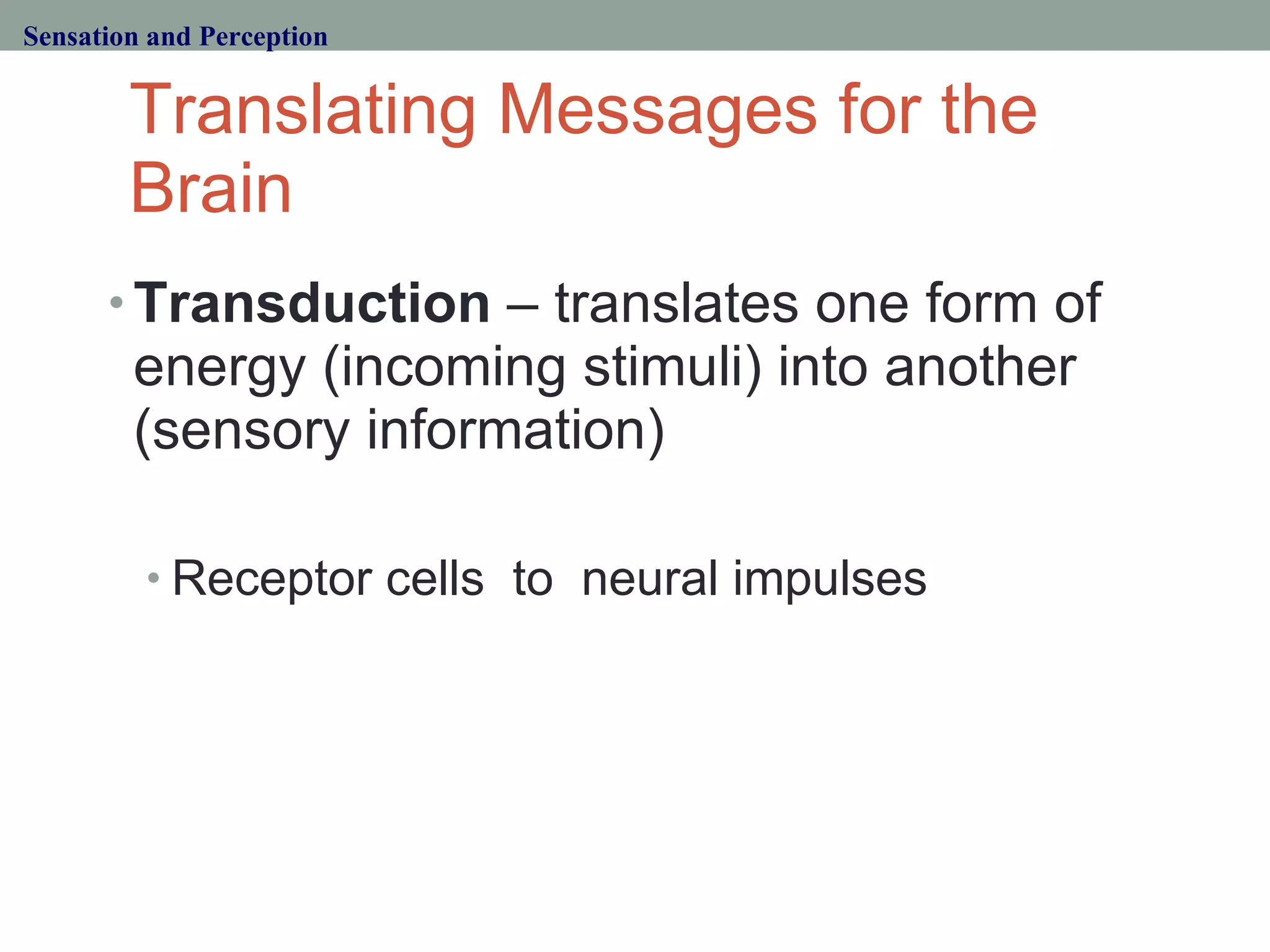 Translating Messages for the Brain Transduction  – translates one form of energy (incoming stimuli) into another (sensory information) Receptor cells  to  neural impulses Sensation and Perception 