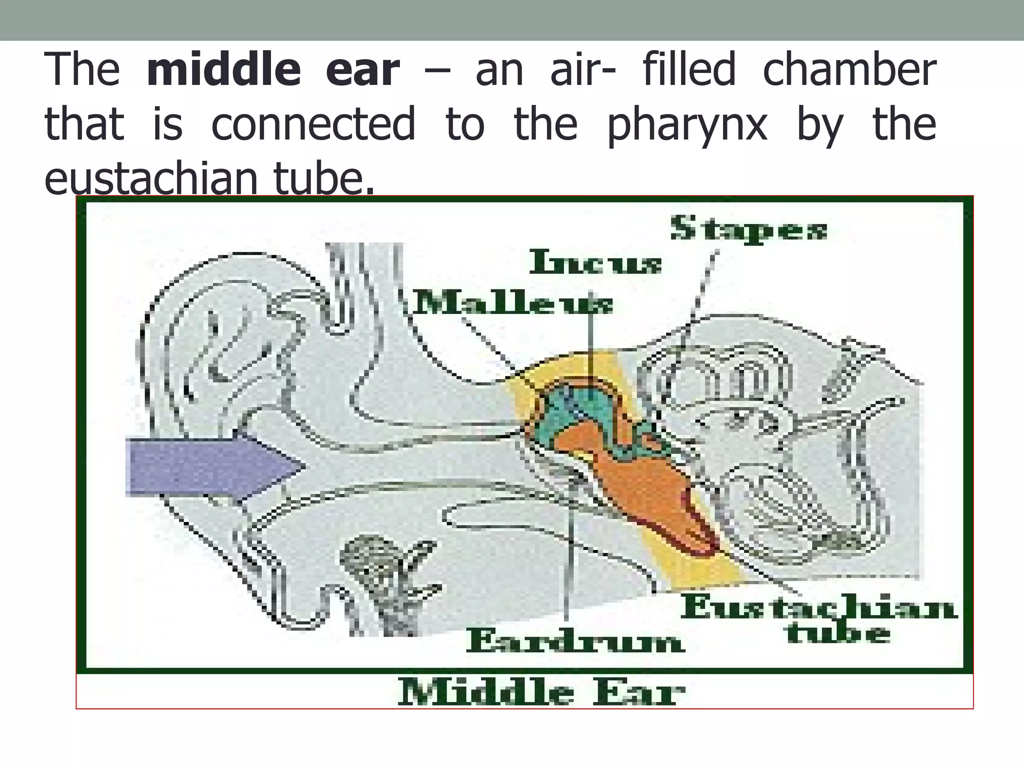 The  middle ear  – an air- filled chamber that is connected to the pharynx by the eustachian tube.  