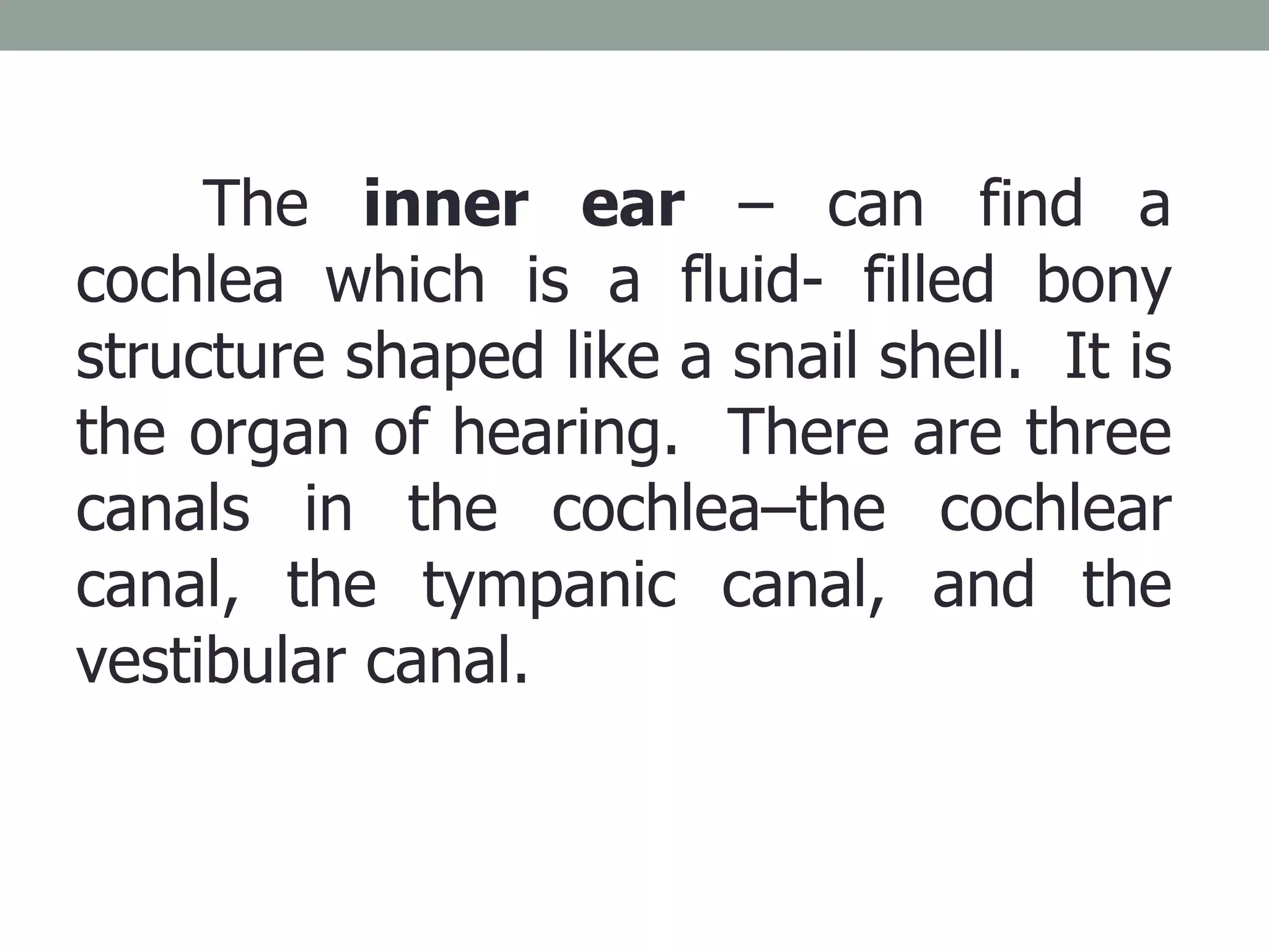 The  inner ear  – can find a cochlea which is a fluid- filled bony structure shaped like a snail shell.  It is the organ of hearing.  There are three canals in the cochlea–the cochlear canal, the tympanic canal, and the vestibular canal.  