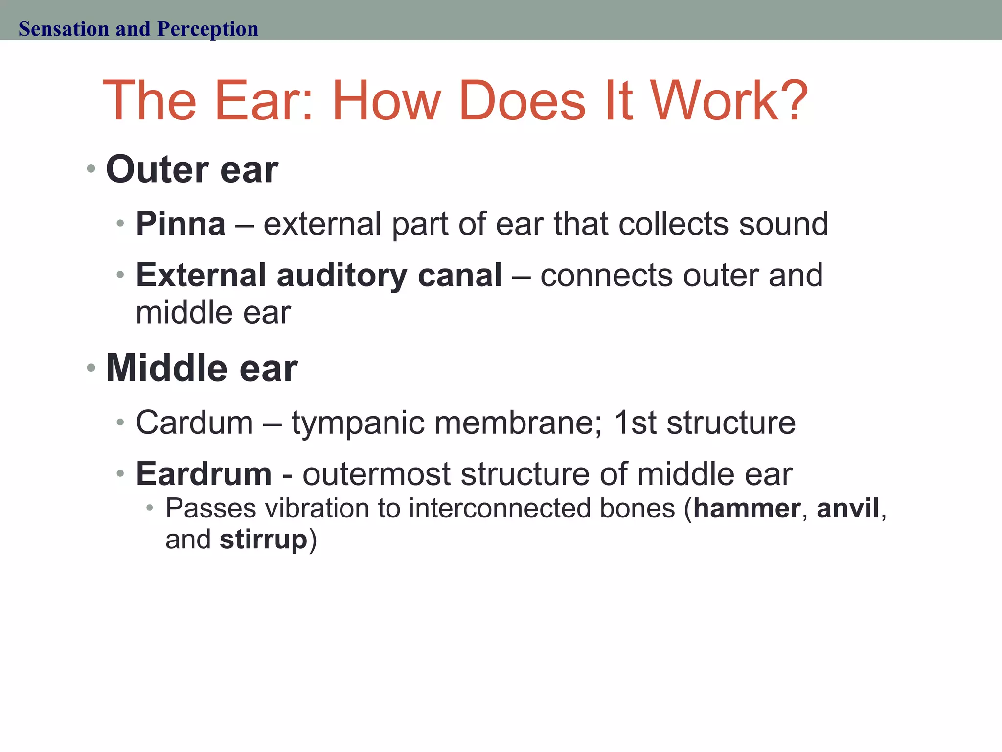 The Ear: How Does It Work? Outer ear Pinna  – external part of ear that collects sound External auditory canal  – connects outer and middle ear Middle ear Cardum – tympanic membrane; 1st structure Eardrum  - outermost structure of middle ear Passes vibration to interconnected bones ( hammer ,  anvil , and  stirrup ) Sensation and Perception 