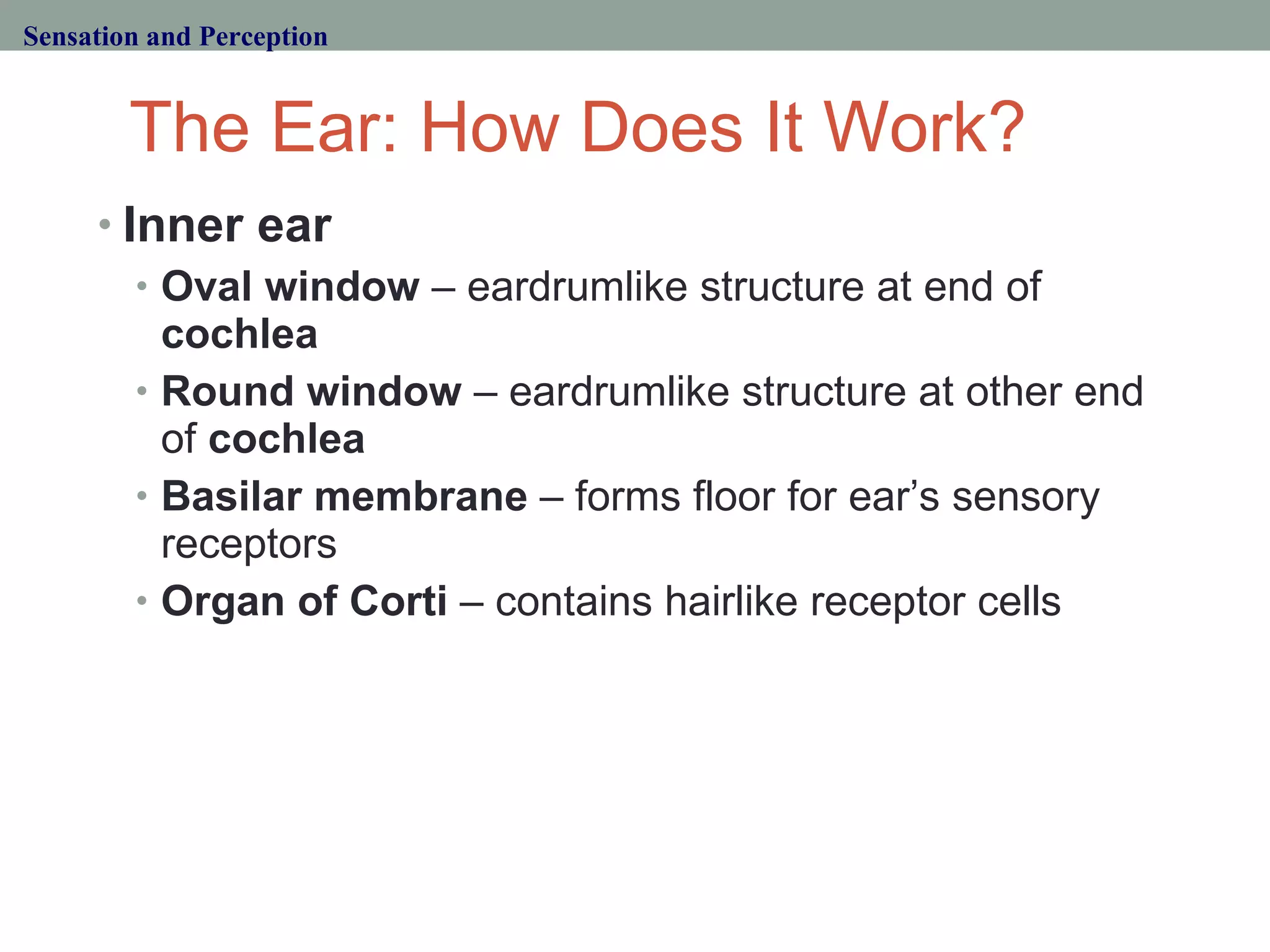 The Ear: How Does It Work? Inner ear Oval window  – eardrumlike structure at end of  cochlea Round window  – eardrumlike structure at other end of  cochlea Basilar membrane  – forms floor for ear’s sensory receptors Organ of Corti  – contains hairlike receptor cells  Sensation and Perception 