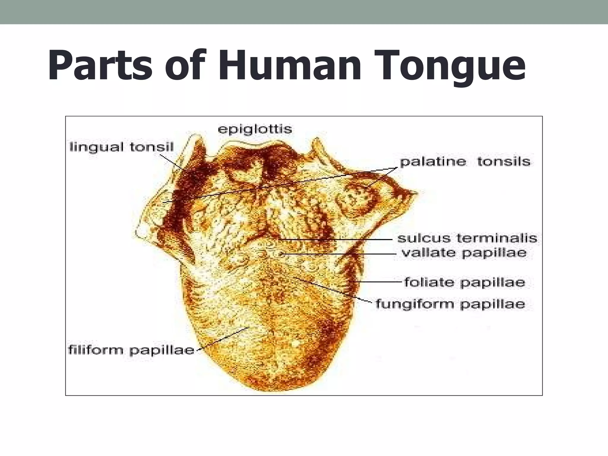Parts of Human Tongue 
