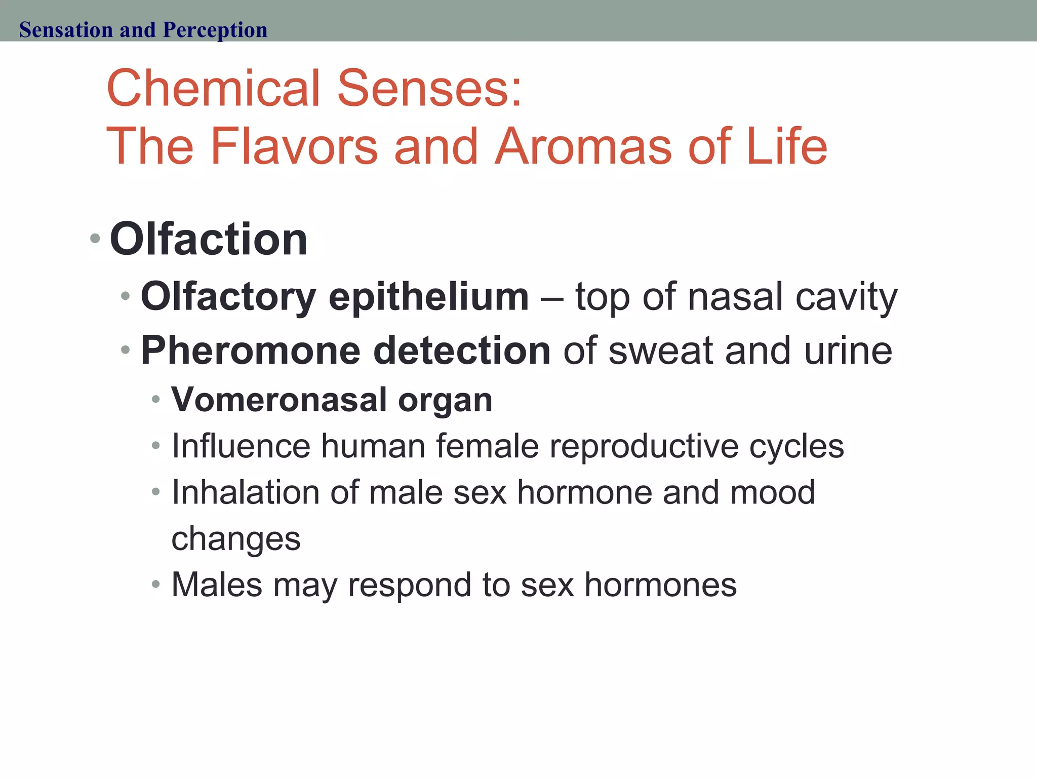 Chemical Senses:  The Flavors and Aromas of Life Olfaction Olfactory epithelium  – top of nasal cavity  Pheromone detection  of sweat and urine Vomeronasal organ Influence human female reproductive cycles Inhalation of male sex hormone and mood changes Males may respond to sex hormones  Sensation and Perception 