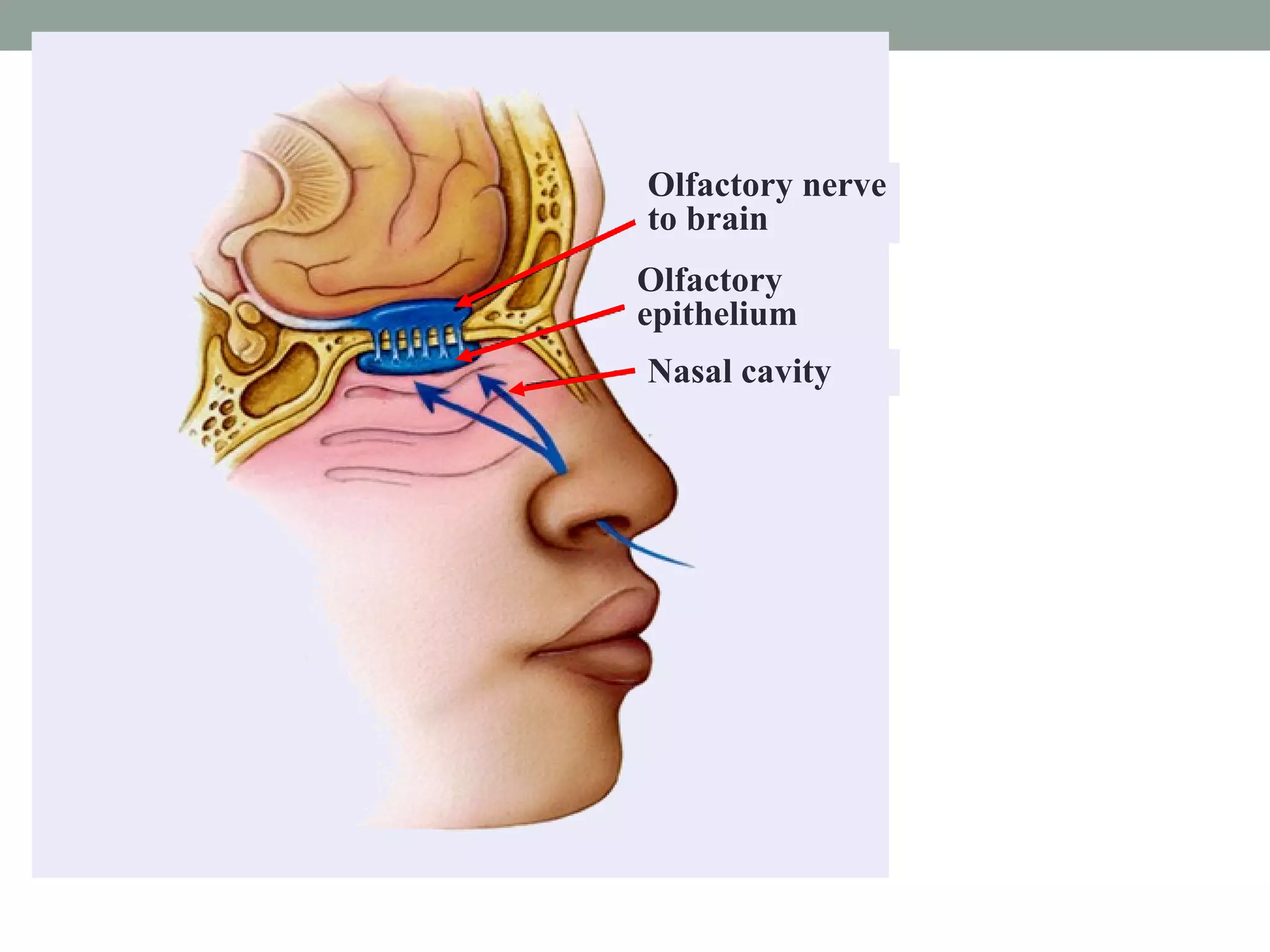 Olfactory nerve to brain Olfactory epithelium Nasal cavity 