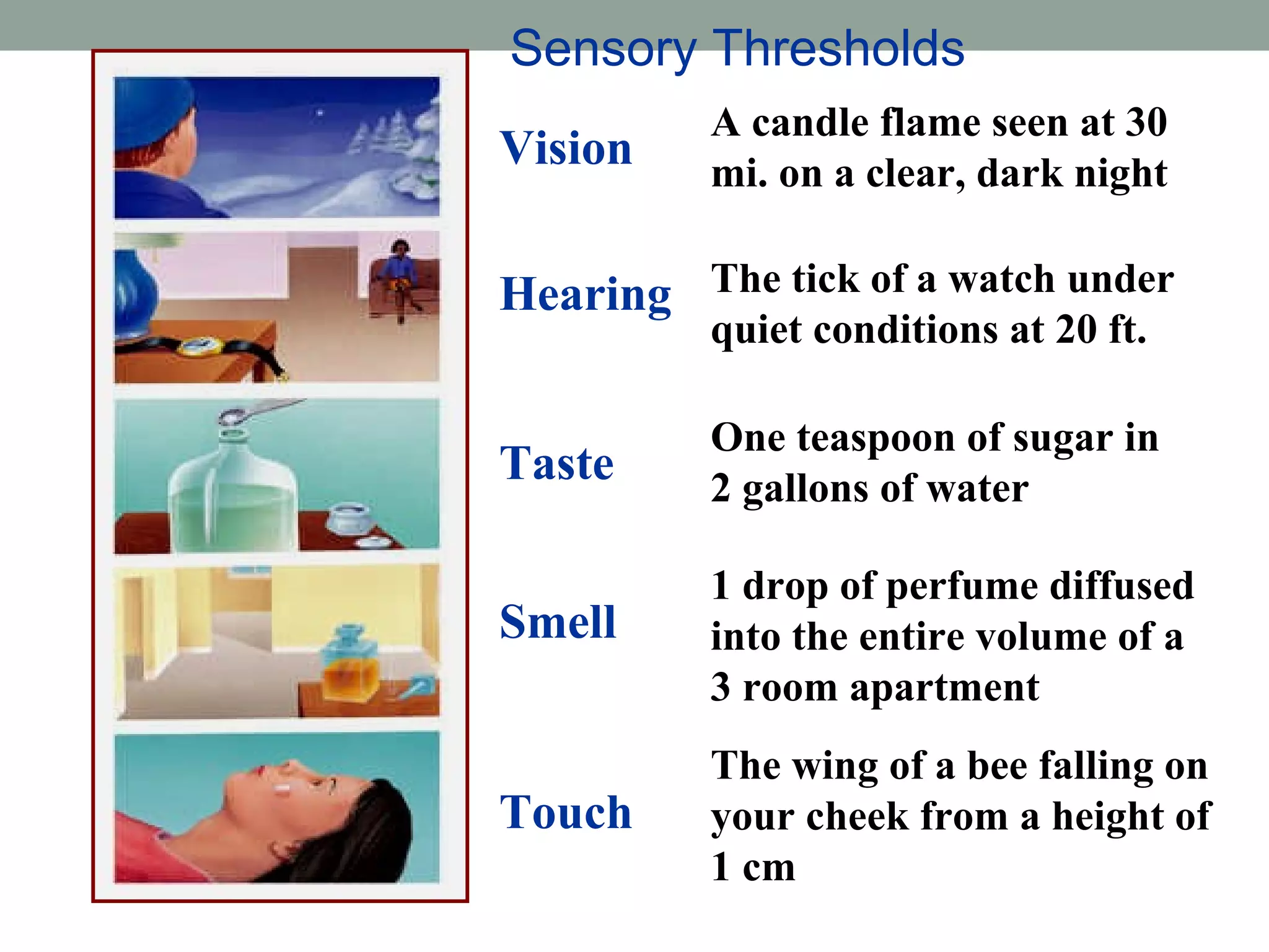 Sensory Thresholds Vision A candle flame seen at 30 mi. on a clear, dark night Hearing The tick of a watch under quiet conditions at 20 ft. Taste One teaspoon of sugar in 2 gallons of water Smell 1 drop of perfume diffused into the entire volume of a 3 room apartment Touch The wing of a bee falling on your cheek from a height of 1 cm 