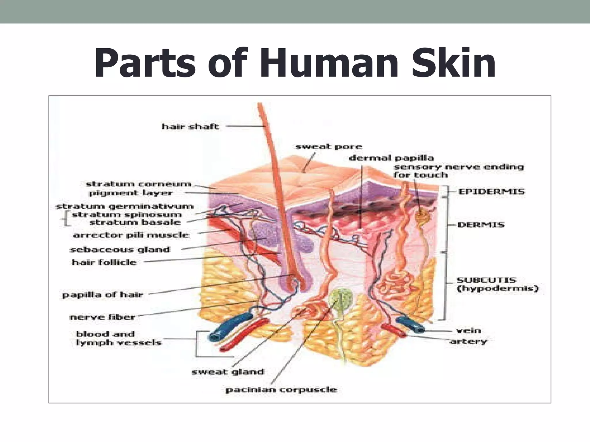 Parts of Human Skin 