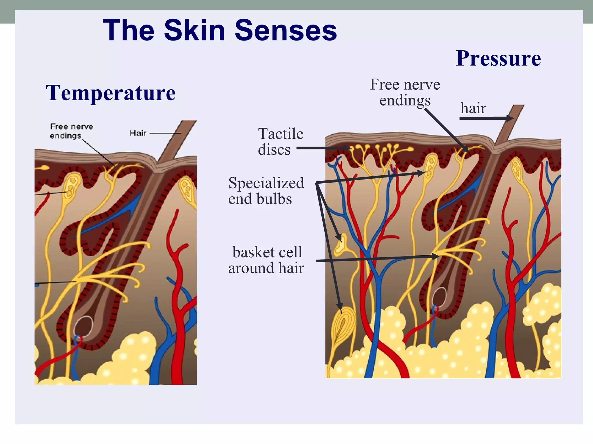 The Skin Senses   Pressure Free nerve endings Tactile discs hair Specialized end bulbs basket cell around hair Temperature 