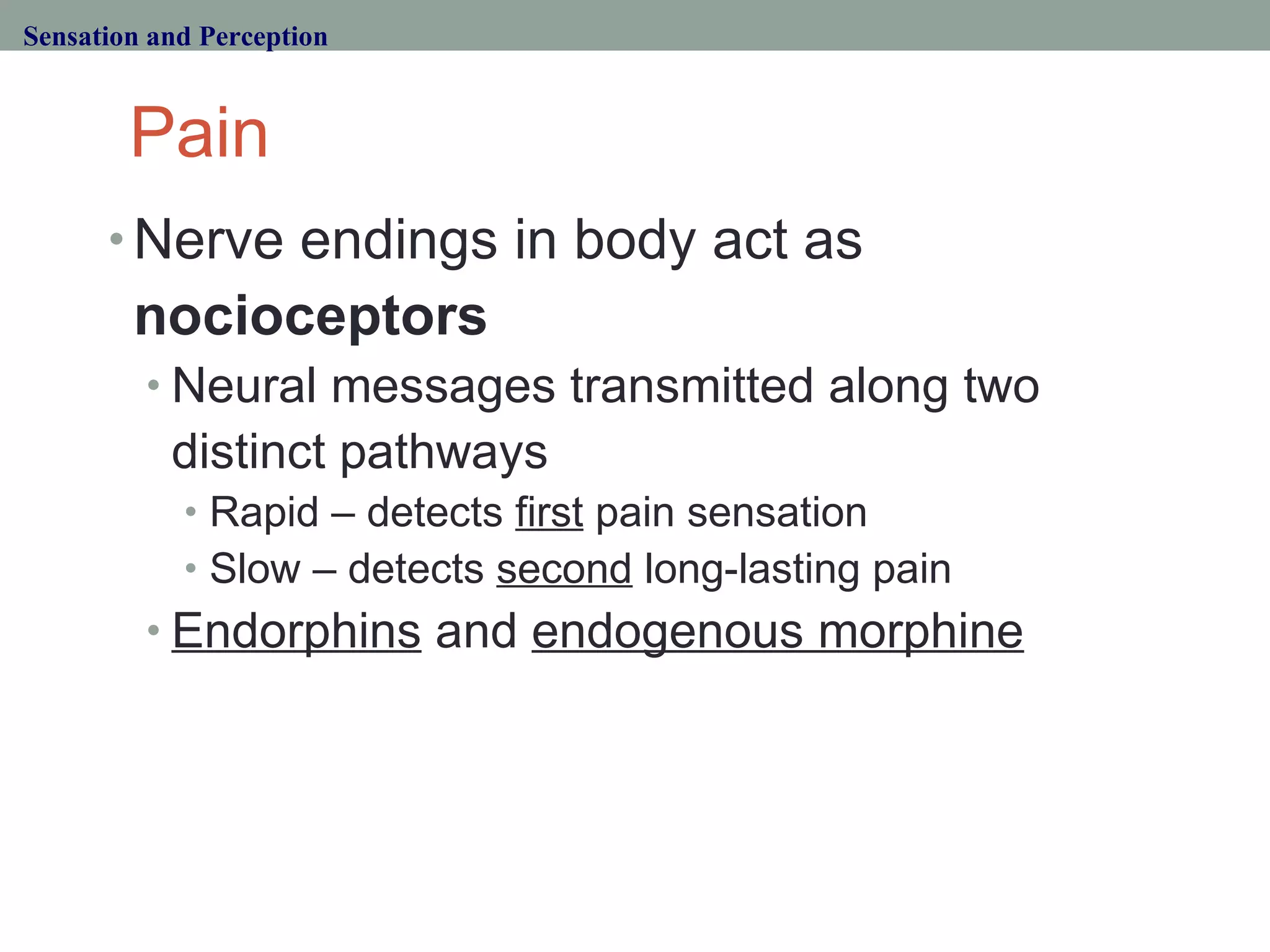 Pain Nerve endings in body act as  nocioceptors Neural messages transmitted along two distinct pathways Rapid – detects  first  pain sensation Slow – detects  second  long-lasting pain Endorphins  and  endogenous morphine Sensation and Perception 