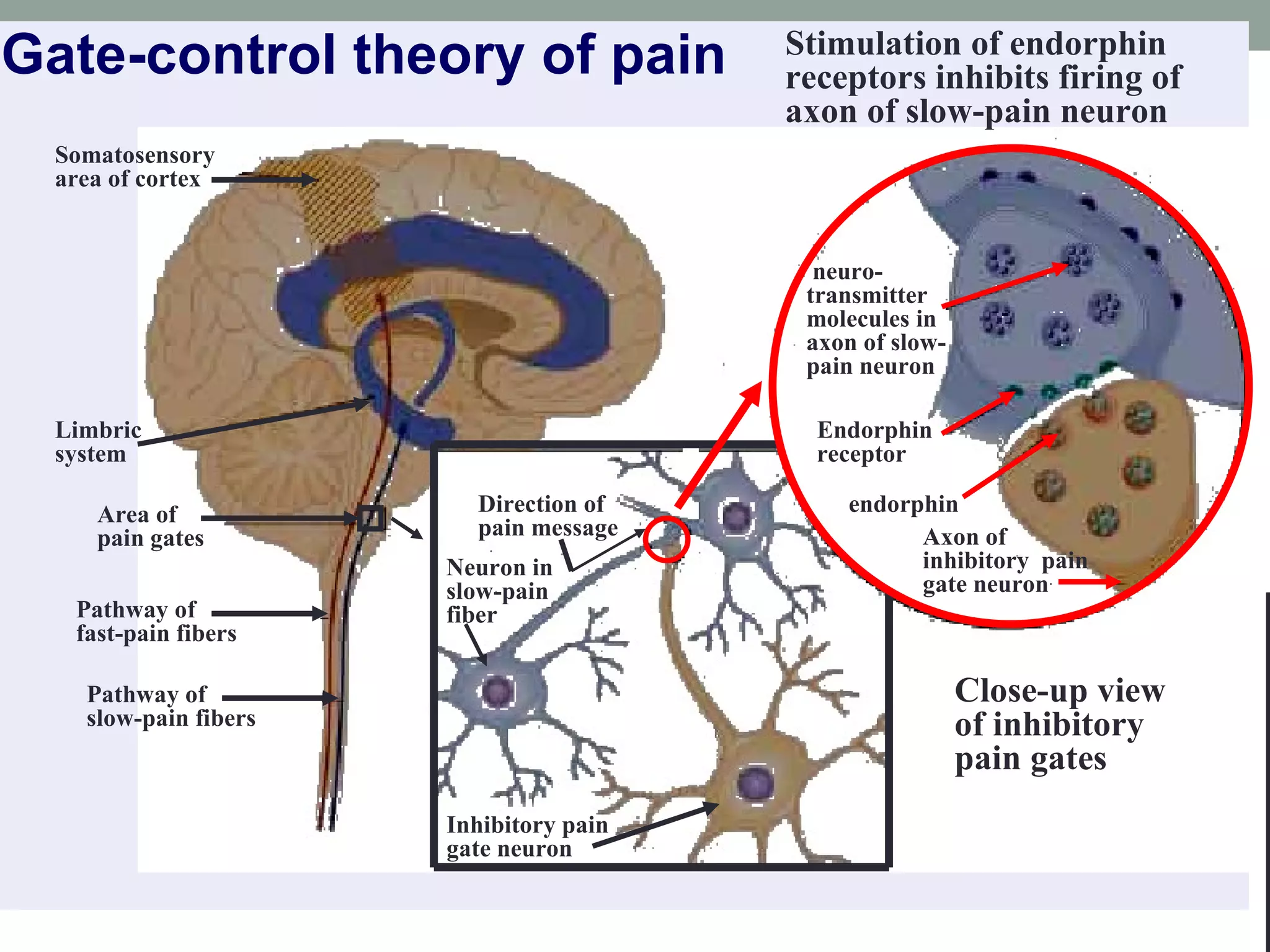Gate-control theory of pain Direction of pain message neuro-transmitter molecules in axon of slow-pain neuron Endorphin receptor Axon of inhibitory  pain gate neuron endorphin Neuron in slow-pain fiber Inhibitory pain gate neuron Stimulation of endorphin receptors inhibits firing of axon of slow-pain neuron Close-up view of inhibitory pain gates Somatosensory area of cortex Limbric system Area of pain gates Pathway of fast-pain fibers Pathway of slow-pain fibers 
