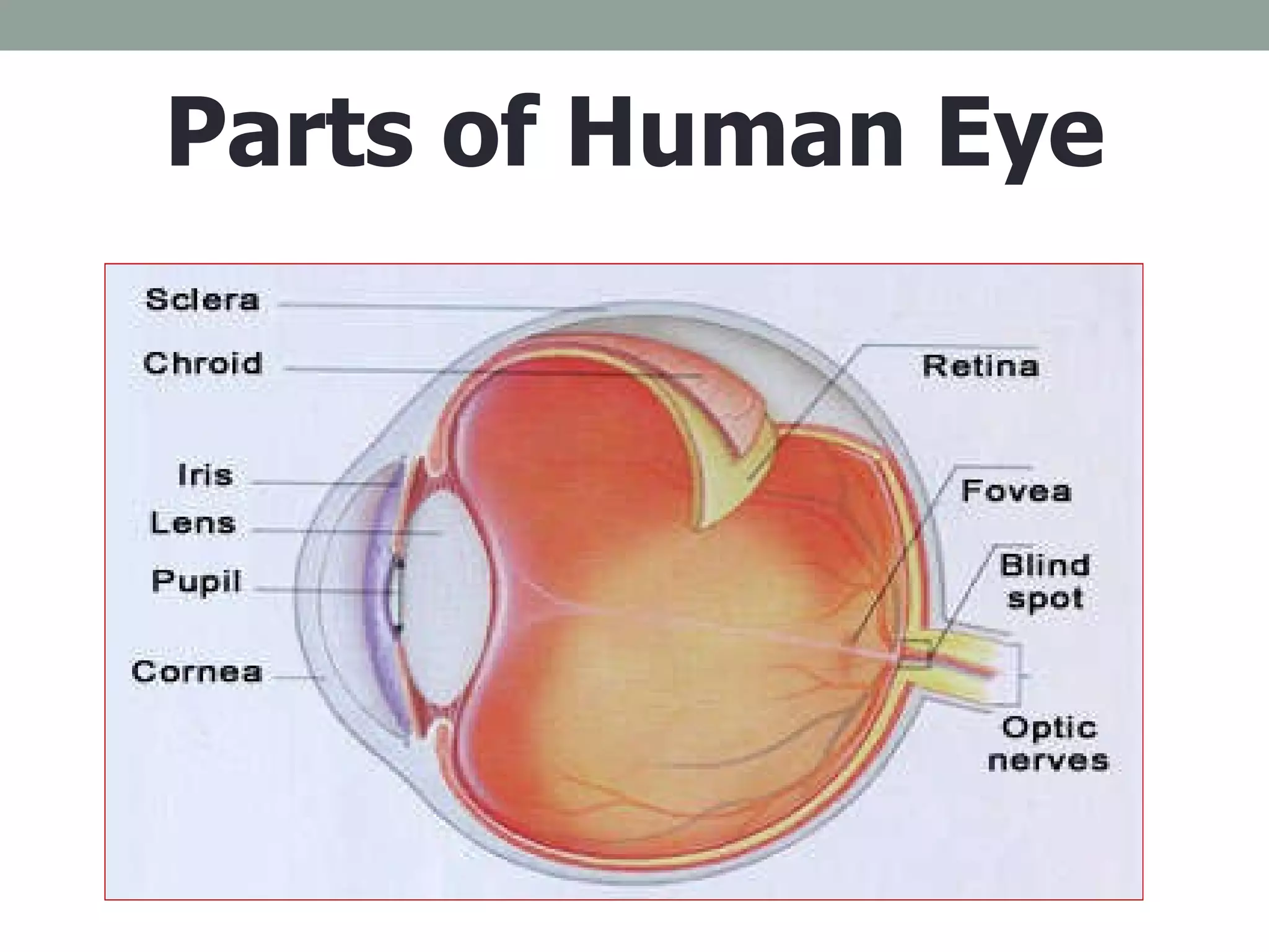 Parts of Human Eye 
