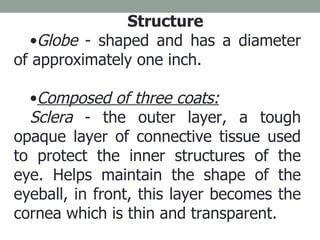<ul><li>Structure </li></ul><ul><li>Globe  - shaped and has a diameter of approximately one inch. </li></ul><ul><li>Compos...