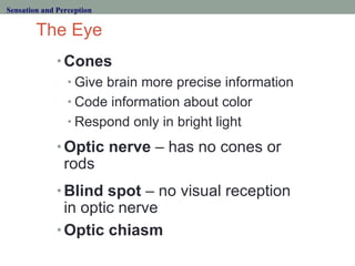 The Eye <ul><li>Cones </li></ul><ul><ul><li>Give brain more precise information </li></ul></ul><ul><ul><li>Code informatio...