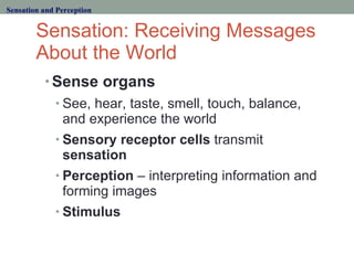 Sensation: Receiving Messages About the World <ul><li>Sense organs </li></ul><ul><ul><li>See, hear, taste, smell, touch, b...