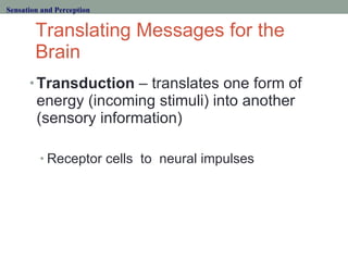 Translating Messages for the Brain <ul><li>Transduction  – translates one form of energy (incoming stimuli) into another (...