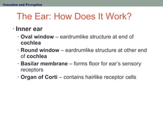 The Ear: How Does It Work? <ul><li>Inner ear </li></ul><ul><ul><li>Oval window  – eardrumlike structure at end of  cochlea...