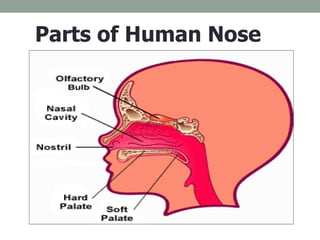 Parts of Human Nose 