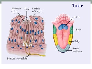 Taste Surface of tongue Receptor cells Pore Bitter  Sour Salty Sweet  and fatty Sensory nerve fiber 