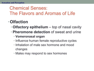 Chemical Senses:  The Flavors and Aromas of Life <ul><li>Olfaction </li></ul><ul><ul><li>Olfactory epithelium  – top of na...