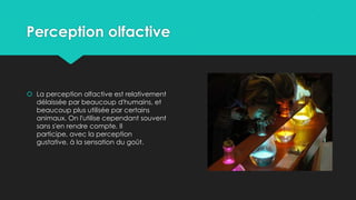 Perception olfactive
 La perception olfactive est relativement
délaissée par beaucoup d'humains, et
beaucoup plus utilisée par certains
animaux. On l'utilise cependant souvent
sans s'en rendre compte. Il
participe, avec la perception
gustative, à la sensation du goût.
 