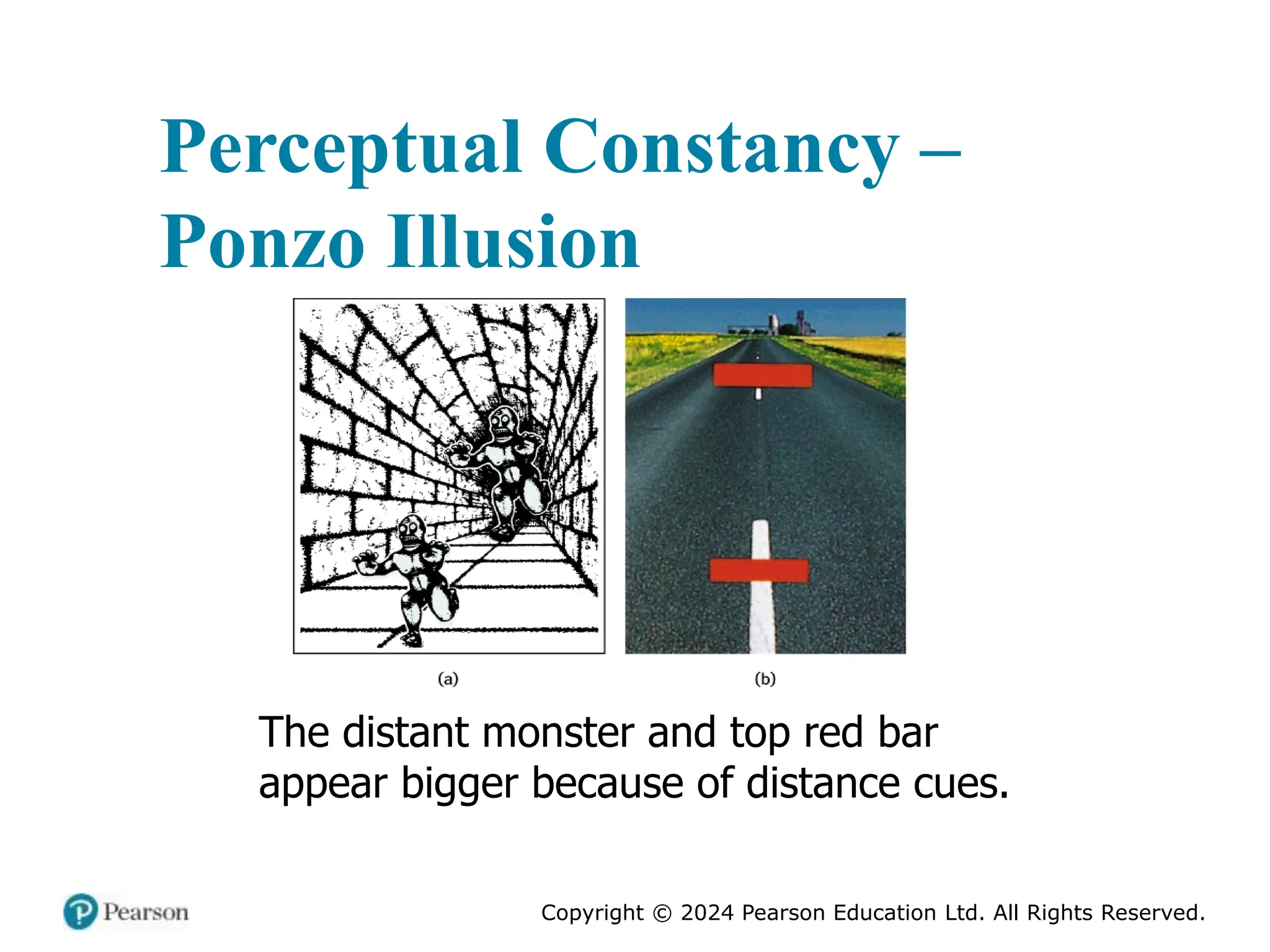 Copyright © 2024 Pearson Education Ltd. All Rights Reserved.
Perceptual Constancy –
Ponzo Illusion
The distant monster and top red bar
appear bigger because of distance cues.
 
