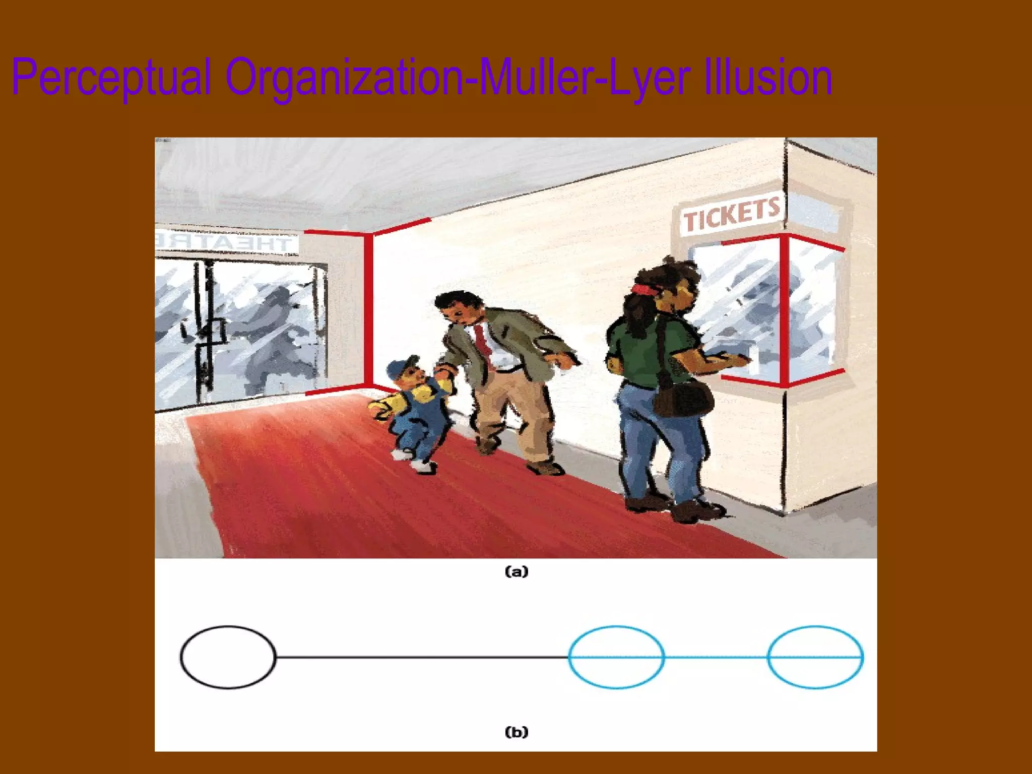 Perceptual Organization-Muller-Lyer Illusion 