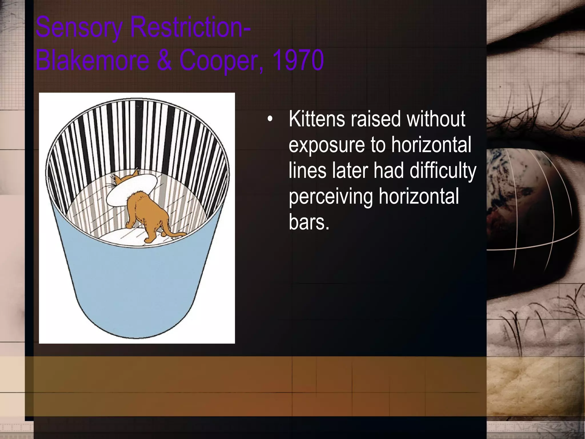 Sensory Restriction- Blakemore & Cooper, 1970 Kittens raised without exposure to horizontal lines later had difficulty perceiving horizontal bars. 