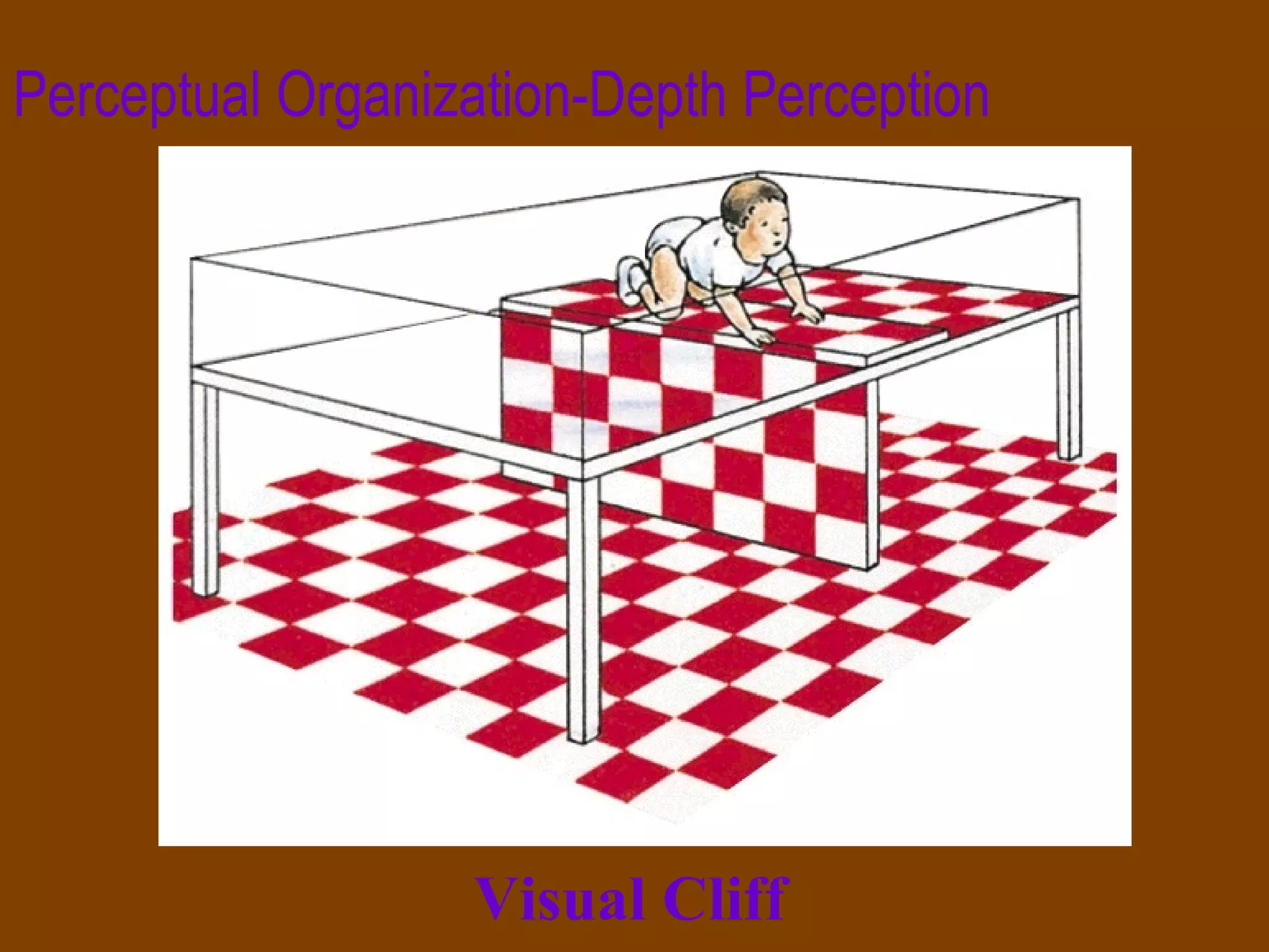 Perceptual Organization-Depth Perception Visual Cliff 