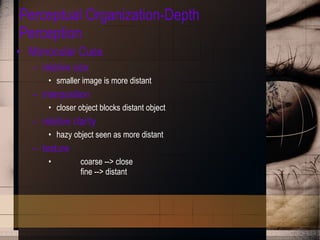 Perceptual Organization-Depth Perception Monocular Cues relative size smaller image is more distant interposition closer object blocks distant object relative clarity hazy object seen as more distant texture   coarse --> close fine --> distant 