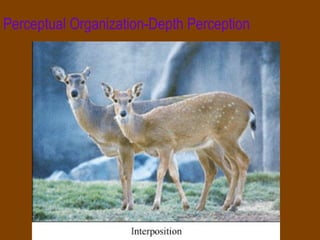 Perceptual Organization-Depth Perception 