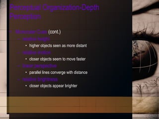 Perceptual Organization-Depth Perception Monocular Cues  (cont.) relative height higher objects seen as more distant relative motion closer objects seem to move faster linear perspective parallel lines converge with distance relative brightness closer objects appear brighter 