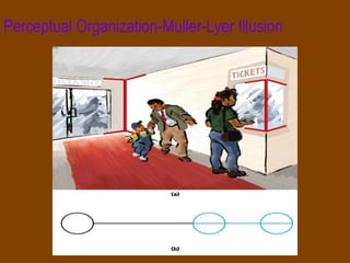 Perceptual Organization-Muller-Lyer Illusion 