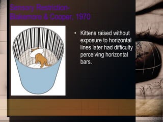 Sensory Restriction- Blakemore & Cooper, 1970 Kittens raised without exposure to horizontal lines later had difficulty perceiving horizontal bars. 