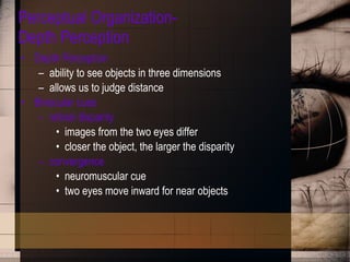 Perceptual Organization- Depth Perception Depth Perception ability to see objects in three dimensions allows us to judge distance Binocular cues retinal disparity images from the two eyes differ  closer the object, the larger the disparity convergence neuromuscular cue two eyes move inward for near objects 