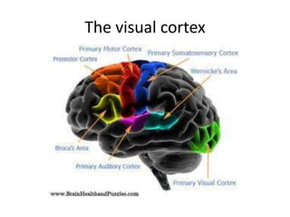 The visual cortex
 