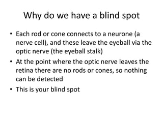 Why do we have a blind spot
• Each rod or cone connects to a neurone (a
  nerve cell), and these leave the eyeball via the
  optic nerve (the eyeball stalk)
• At the point where the optic nerve leaves the
  retina there are no rods or cones, so nothing
  can be detected
• This is your blind spot
 