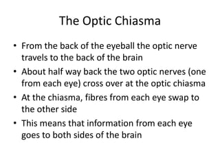 The Optic Chiasma
• From the back of the eyeball the optic nerve
  travels to the back of the brain
• About half way back the two optic nerves (one
  from each eye) cross over at the optic chiasma
• At the chiasma, fibres from each eye swap to
  the other side
• This means that information from each eye
  goes to both sides of the brain
 